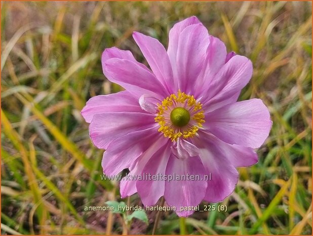 Anemone hybrida 'Harlequin Pastel' | Herfstanemoon, Japanse anemoon, Anemoon | Herbstanemone | Japanese Anemone