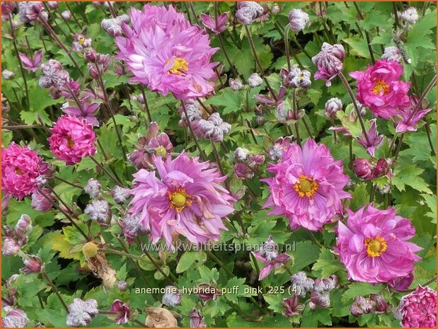 Anemone hybrida 'Puff Pink' | Herfstanemoon, Japanse anemoon, Anemoon | Herbstanemone | Japanese Anemone