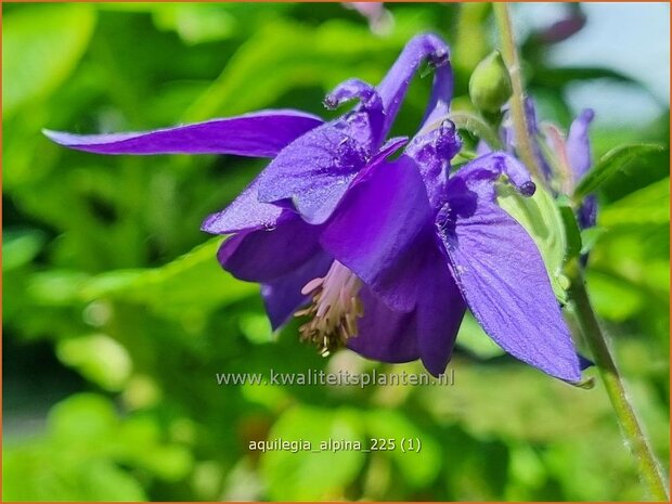 Aquilegia alpina | Alpenakelei, Akelei | Alpen-Akelei | Alpine Columbine