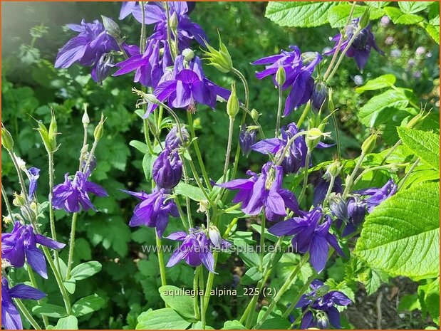 Aquilegia alpina | Alpenakelei, Akelei | Alpen-Akelei | Alpine Columbine