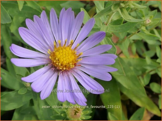 Aster oblongifolius 'Raydon's Favourite' | Aster | Aromatische Aster | Aromatic Aster