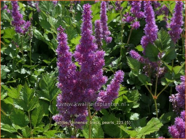 Astilbe chinensis 'Black Pearls' | Pluimspirea, Spirea, Prachtspirea | Chinesische Prachtspiere | Chinese Astilbe