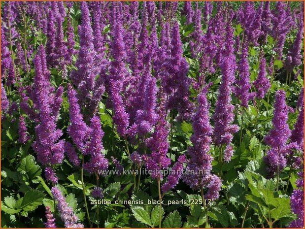 Astilbe chinensis 'Black Pearls' | Pluimspirea, Spirea, Prachtspirea | Chinesische Prachtspiere | Chinese Astilbe