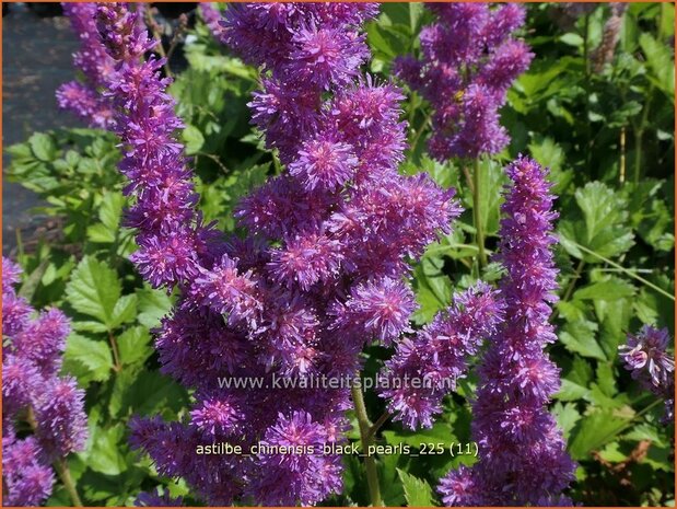 Astilbe chinensis 'Black Pearls' | Pluimspirea, Spirea, Prachtspirea | Chinesische Prachtspiere | Chinese Astilbe