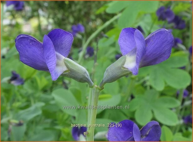 Baptisia australis | Valse indigo, Indigolupine | S&uuml;dliche F&auml;rberh&uuml;lse | Blue Wild Indigo