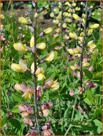 Baptisia 'Pink Lemonade' | Valse indigo, Indigolupine | F&auml;rberh&uuml;lse | False Indigo