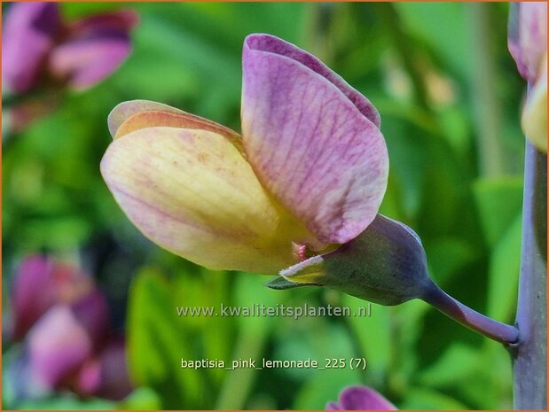 Baptisia 'Pink Lemonade'