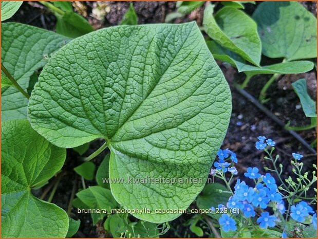 Brunnera macrophylla 'Caucasian Carpet' | Kaukasische vergeet-mij-nietje, Balkan vergeet-mij-nietje, Vast vergeet-mij