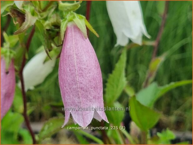 Campanula punctata | Klokjesbloem, Klokje | Gepunktete Glockenblume | Spotted Bellflower