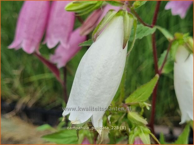 Campanula punctata | Klokjesbloem, Klokje | Gepunktete Glockenblume | Spotted Bellflower