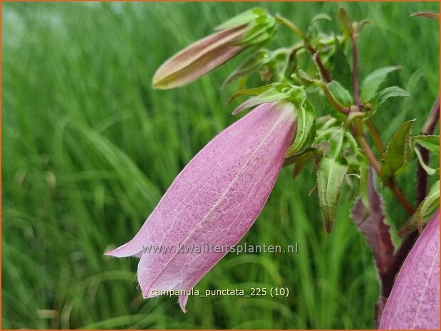 Campanula punctata | Klokjesbloem, Klokje | Gepunktete Glockenblume | Spotted Bellflower