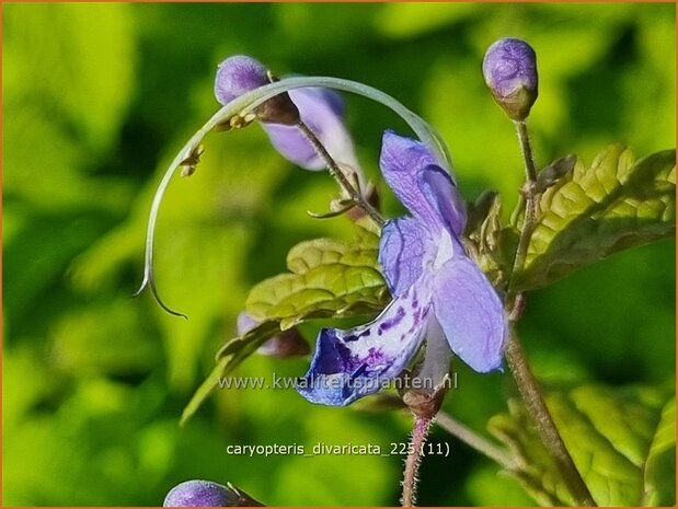 Caryopteris divaricata | Blauwe spirea, Blauwbaard, Baardbloem | Bartblume | Heavenly Blue