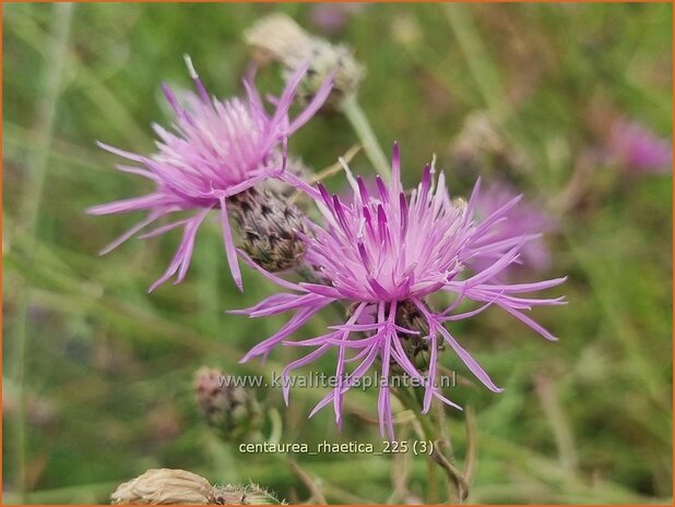 Centaurea rhaetica | Korenbloem, Centaurie | Ätische Flockenblume | Rhaetian knapweed