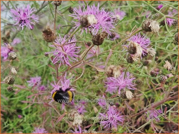 Centaurea rhaetica | Korenbloem, Centaurie | Ätische Flockenblume | Rhaetian knapweed