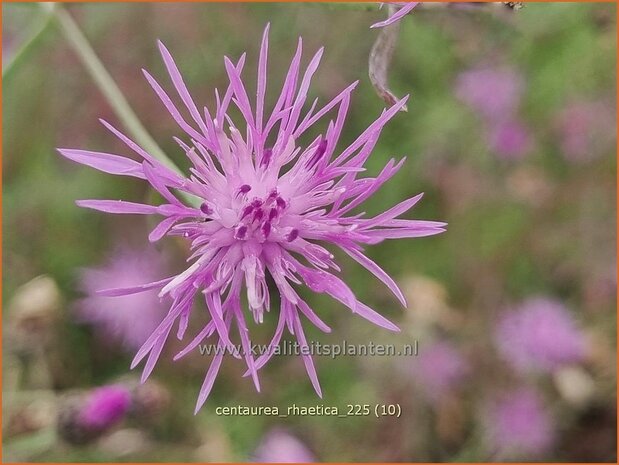 Centaurea rhaetica | Korenbloem, Centaurie | Ätische Flockenblume | Rhaetian knapweed