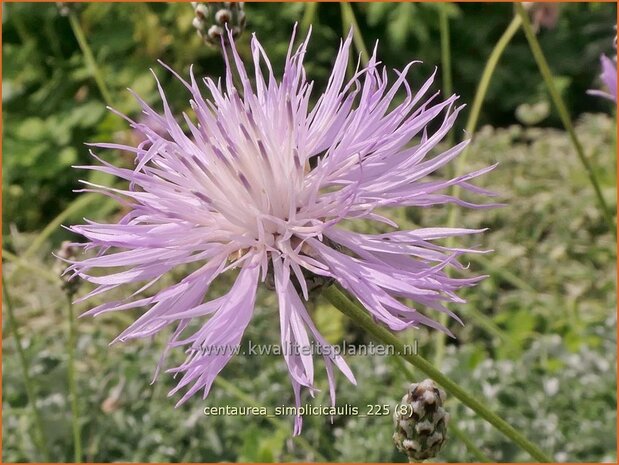 Centaurea simplicicaulis | Korenbloem, Centaurie | Einfache Kissen-Flockenblume | Dwarf Evergreen Bachelor's Button