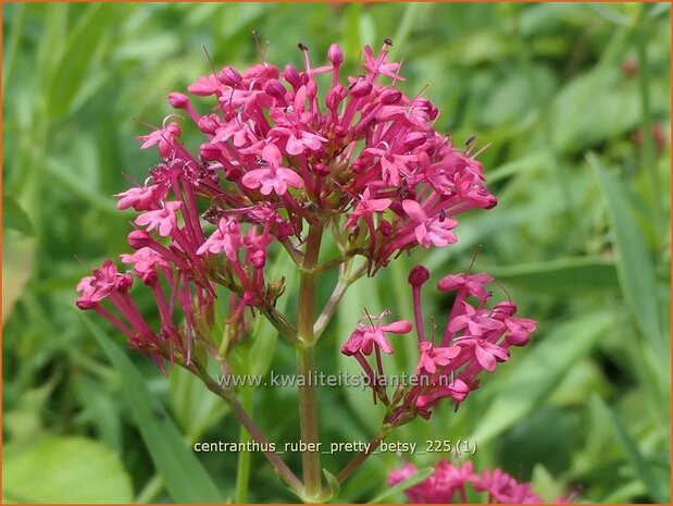 Centranthus ruber 'Pretty Betsy' | Rode spoorbloem, Spoorbloem, Rode valeriaan | Spornblume | Spur Valerian