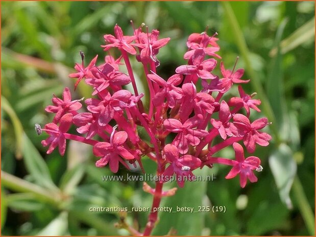 Centranthus ruber 'Pretty Betsy' | Rode spoorbloem, Spoorbloem, Rode valeriaan | Spornblume | Spur Valerian