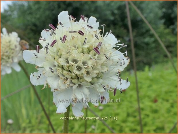 Cephalaria leucantha | Reuzenscabiosa, Schoepkruid, Plathoofd | Gro&szlig;er Schuppenkopf | Giant Scabious