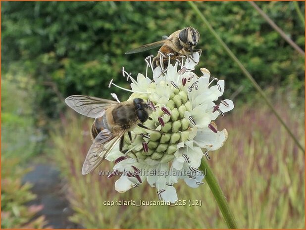 Cephalaria leucantha | Reuzenscabiosa, Schoepkruid, Plathoofd | Gro&szlig;er Schuppenkopf | Giant Scabious