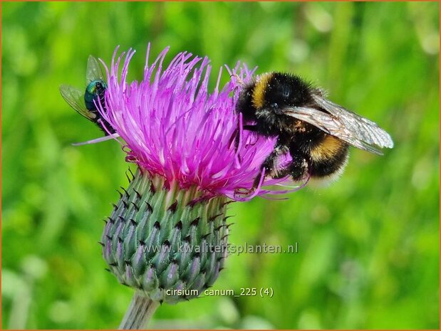 Cirsium canum | Grijze vederdistel, Paarse vederdistel, Vederdistel | Graue Kratzdistel | Queen Anne's thistle