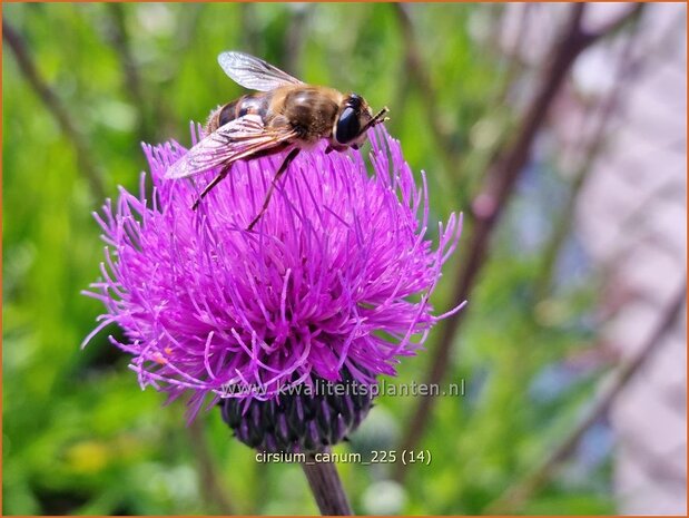 Cirsium canum | Grijze vederdistel, Paarse vederdistel, Vederdistel | Graue Kratzdistel | Queen Anne's thistle