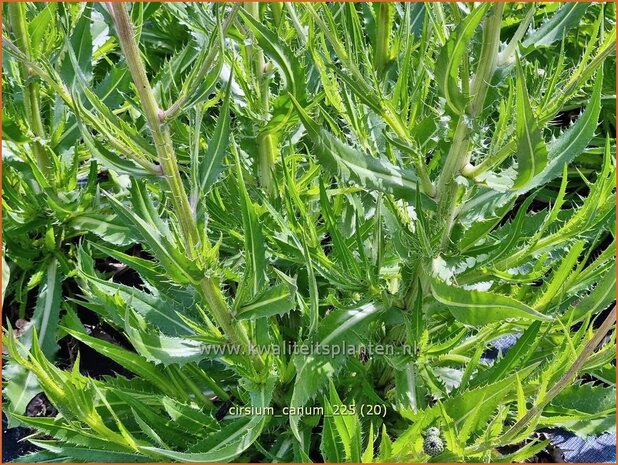 Cirsium canum | Grijze vederdistel, Paarse vederdistel, Vederdistel | Graue Kratzdistel | Queen Anne's thistle