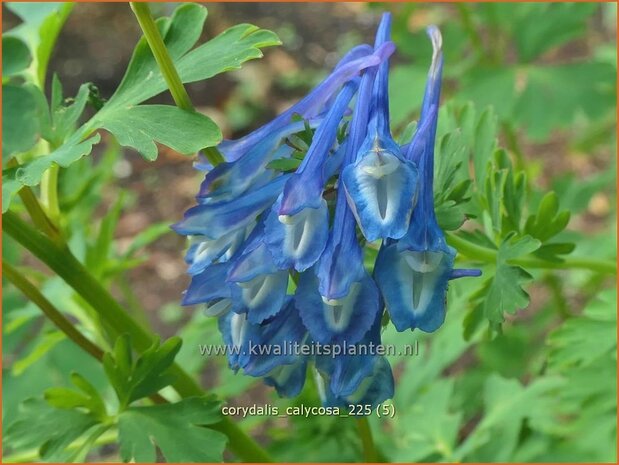 Corydalis calycosa | Helmbloem | Lerchensporn | Corydalis