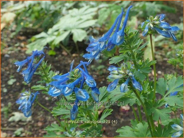 Corydalis calycosa | Helmbloem | Lerchensporn | Corydalis