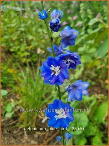 Delphinium 'Blue Bird' | Ridderspoor | Rittersporn | Larkspur