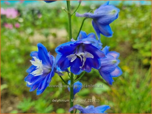 Delphinium 'Blue Bird' | Ridderspoor | Rittersporn | Larkspur