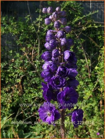 Delphinium 'Paramo Black Velvet' | Ridderspoor | Rittersporn | Larkspur