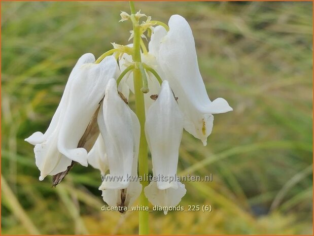 Dicentra 'White Diamonds' | Gebroken hartje, Tranend hartje, Mariatranen | Herzblume | Bleeding Heart