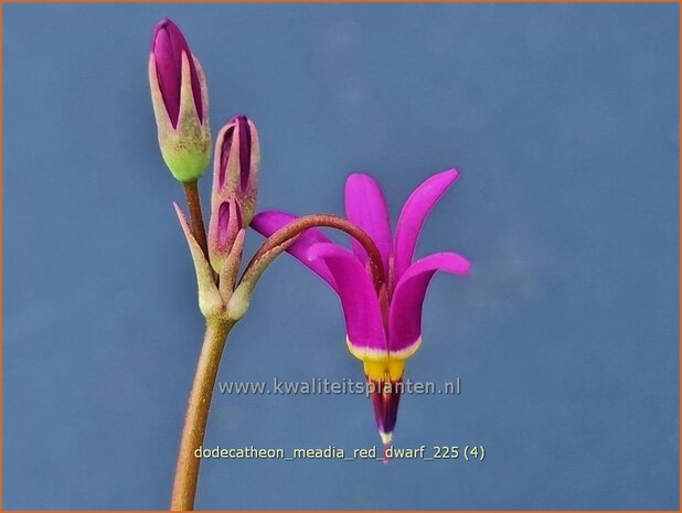Dodecatheon meadia 'Red Dwarf' | Twaalfgodenkruid | Meads-G&ouml;tterblume | Shooting Star