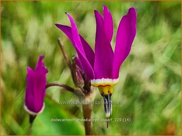 Dodecatheon meadia 'Red Dwarf' | Twaalfgodenkruid | Meads-G&ouml;tterblume | Shooting Star