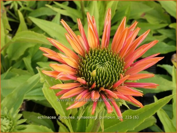Echinacea purpurea 'Sunseekers Pumpkin Pie' | Zonnehoed, Rode zonnehoed | Sonnenhut | Coneflower
