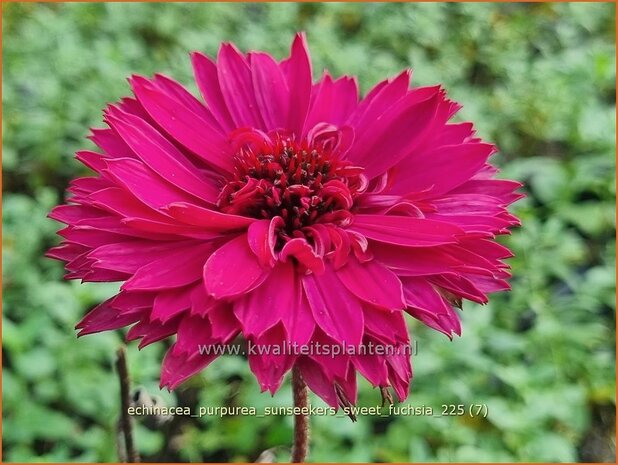 Echinacea purpurea 'Sunseekers Sweet Fuchsia' | Zonnehoed, Rode zonnehoed | Sonnenhut | Coneflower