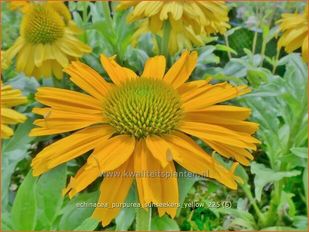 Echinacea purpurea 'Sunseekers Yellow' | Zonnehoed, Rode zonnehoed | Sonnenhut | Coneflower