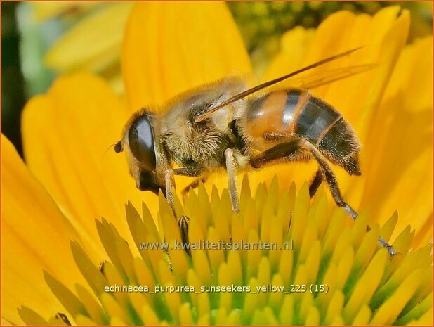 Echinacea purpurea 'Sunseekers Yellow' | Zonnehoed, Rode zonnehoed | Sonnenhut | Coneflower