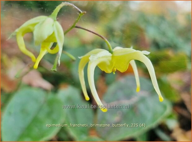 Epimedium franchetii 'Brimstone Butterfly' | Elfenbloem | Elfenblume | Barrenwort