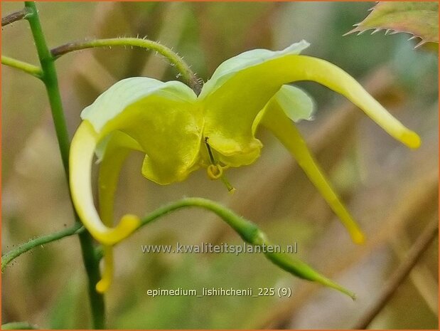 Epimedium lishihchenii | Elfenbloem | Elfenblume | Barrenwort
