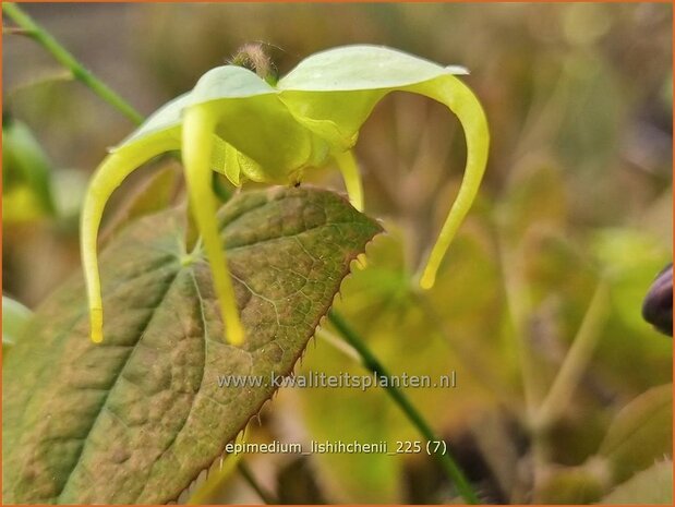 Epimedium lishihchenii | Elfenbloem | Elfenblume | Barrenwort