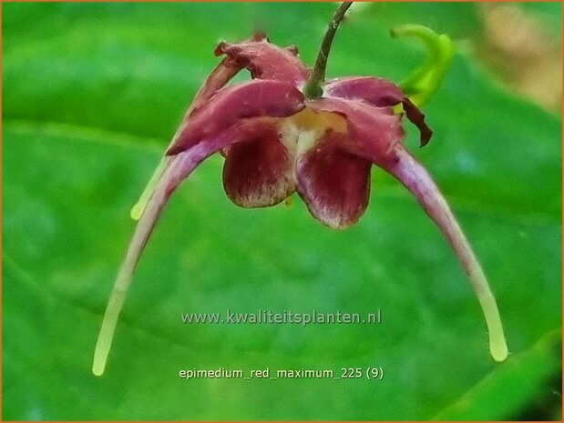 Epimedium 'Red Maximum' | Elfenbloem | Elfenblume | Barrenwort