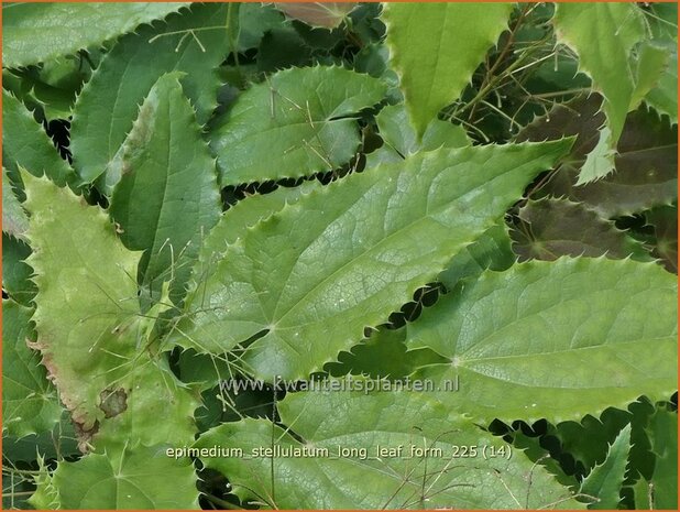 Epimedium stellulatum 'Long Leaf Form' | Elfenbloem | Elfenblume | Barrenwort