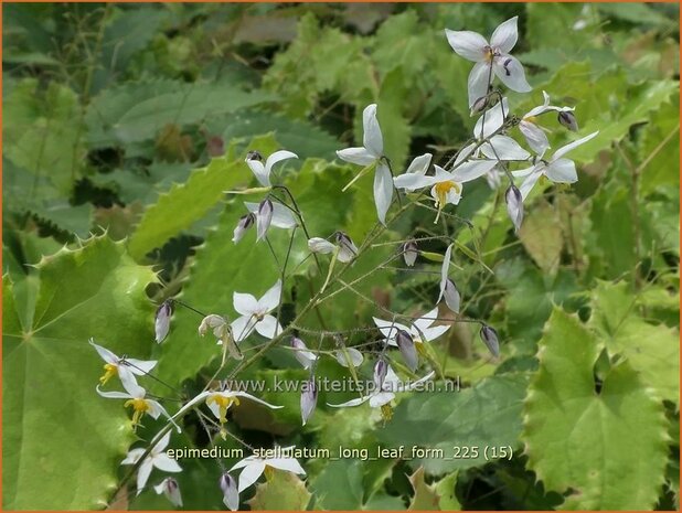 Epimedium stellulatum 'Long Leaf Form' | Elfenbloem | Elfenblume | Barrenwort