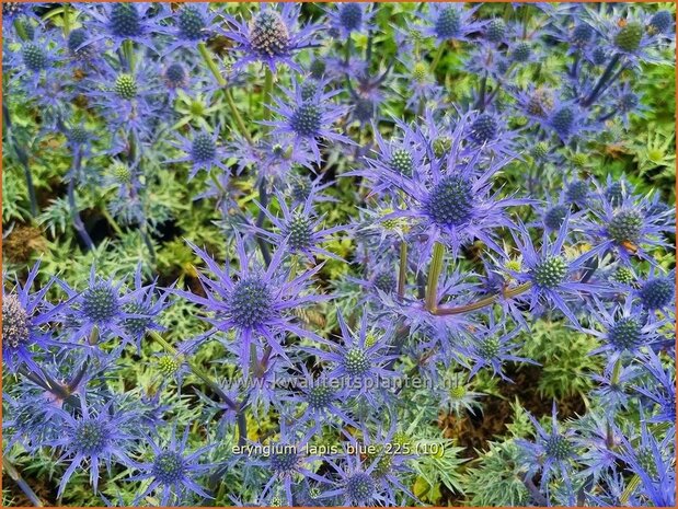 Eryngium 'Lapis Blue' | Kruisdistel, Blauwe distel | Mannstreu | Eryngo