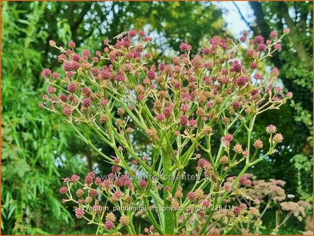 Eryngium pandanifolium 'Physic Purple' | Reuze zeedistel, Kruisdistel, Blauwe distel | Riesen-Mannstreu | Giant&nbsp;Sea 