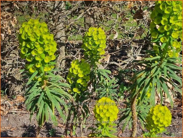 Euphorbia characias 'Purple and Gold' | Vroege wolfsmelk, Zuidelijke wolfsmelk, Mediterrane wolfsmelk, Wolfsmelk | Pa