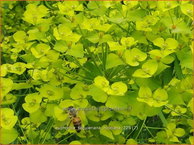 Euphorbia seguieriana niciciana | Zandwolfsmelk, Wolfsmelk | Bl&auml;uliche Wolfsmilch | Siberian Spurge