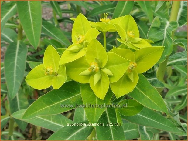 Euphorbia wallichii | Wolfsmelk | Wallichs Spurge | Wallich Spurge